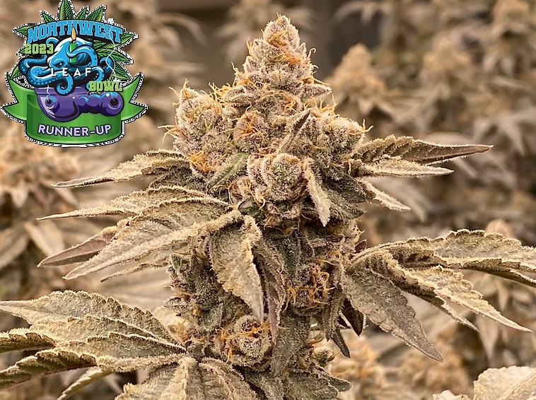 This image has an empty alt attribute; its file name is Jordanz_HEIC_winner.jpg