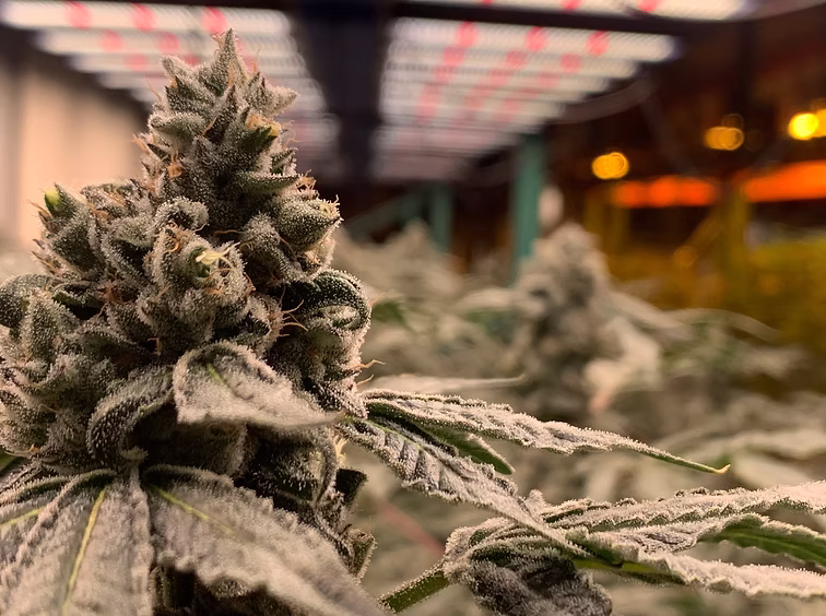 This image has an empty alt attribute; its file name is Malibu-Glue.avif