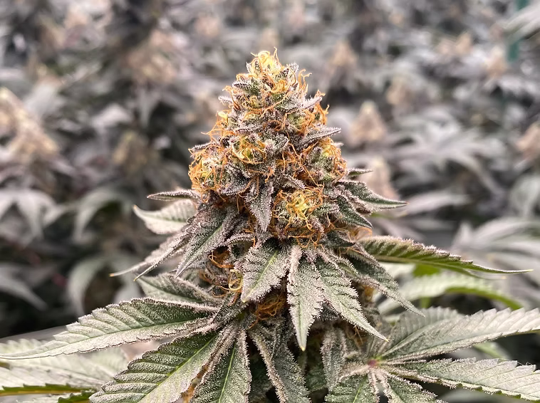 This image has an empty alt attribute; its file name is Sacred-Sauce-in-the-Garden.avif