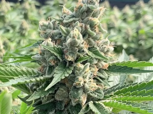 This image has an empty alt attribute; its file name is platchem.avif